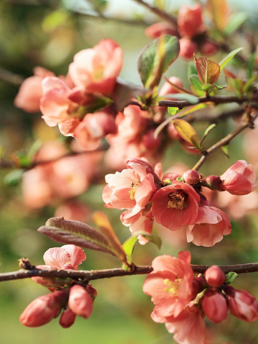 Japanische Kirschblüten am Zweig
