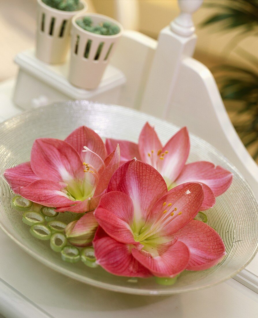 Flowers of Amaryllis 'Pink Impression'