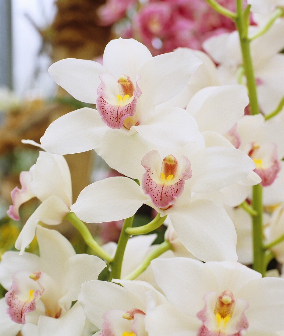 Blühende Orchideen