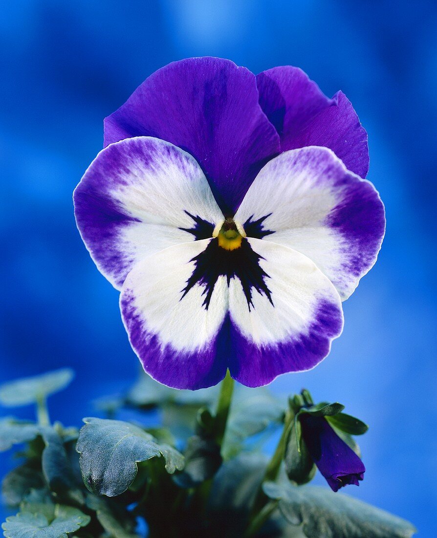 Purple and white pansy