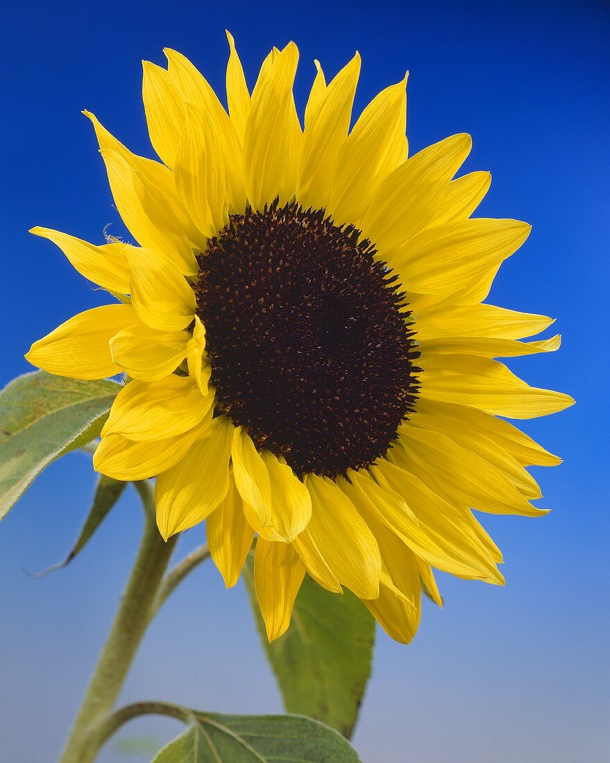 A sunflower against a blue background
