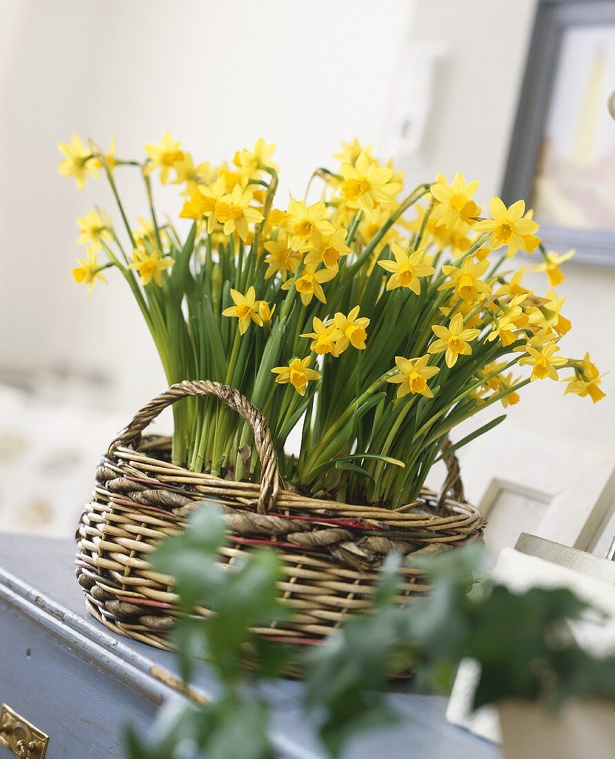 Narcissus 'Tete-a-Tete' in a wicker basket