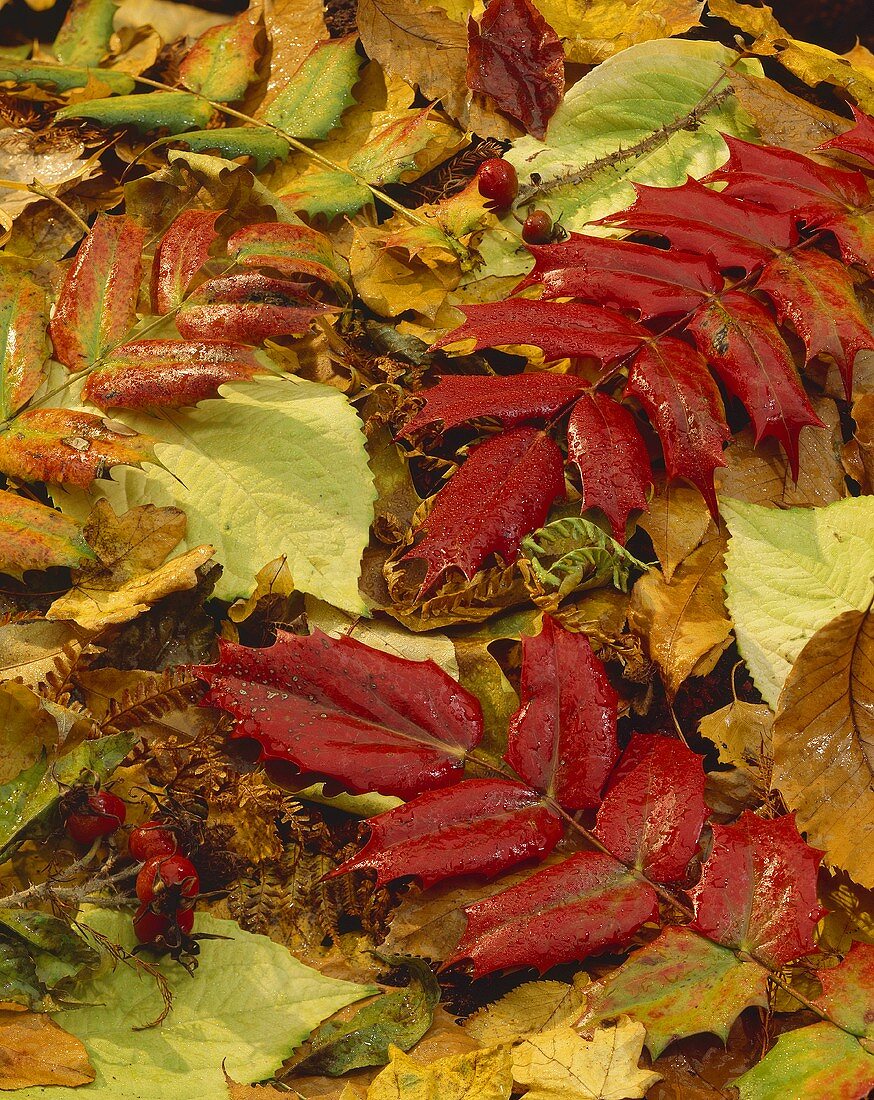 Colourful autumn leaves