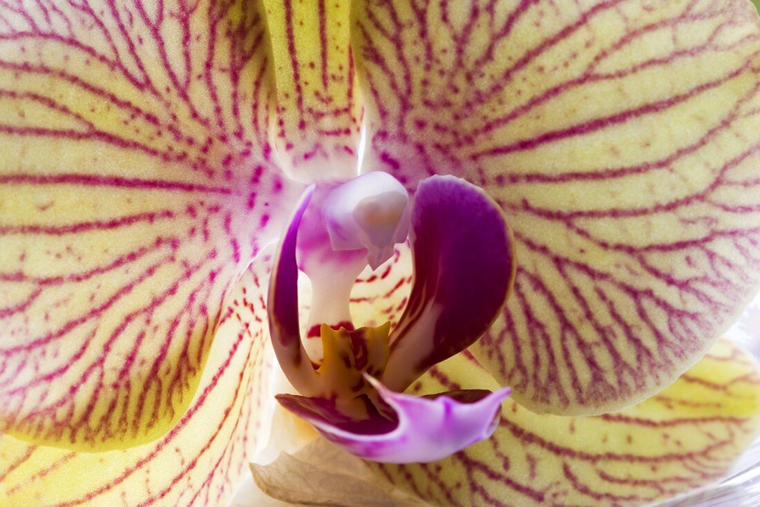 Phalaenopsis flower (close-up)
