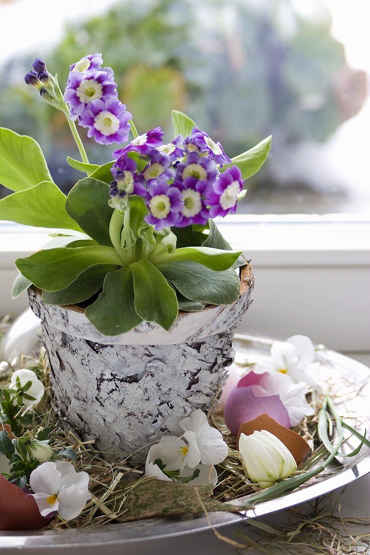 Primula in birch pot, horned violets & coloured eggshells