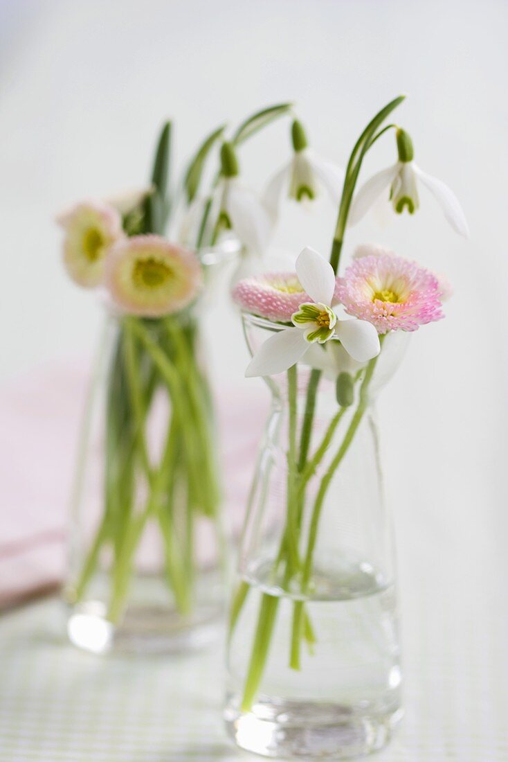 Bellis and snowdrops in glasses