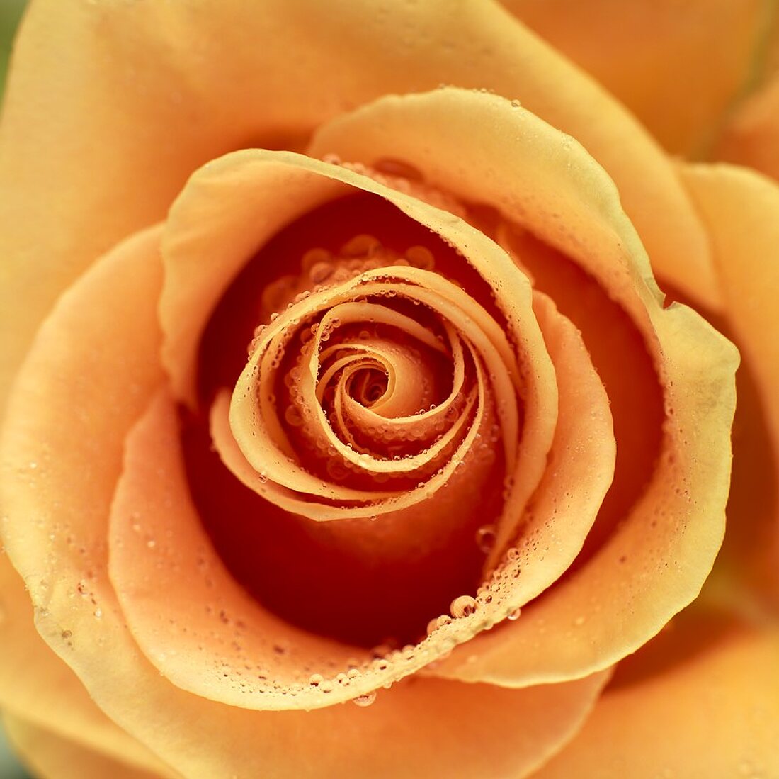Lachsfarbene Rose mit Wassertropfen (Nahaufnahme)