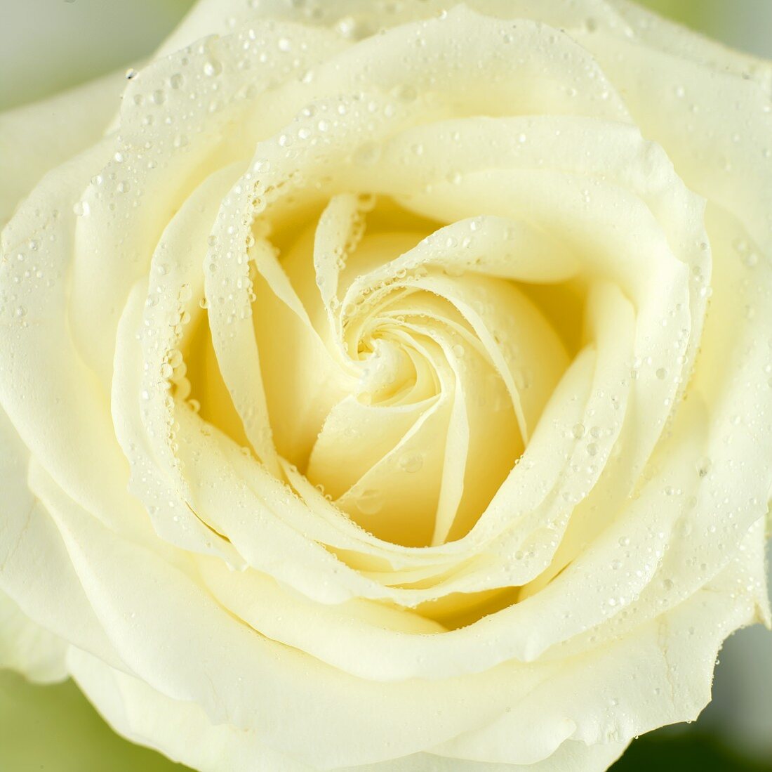 weiße Rose mit Wassertropfen (Nahaufnahme)