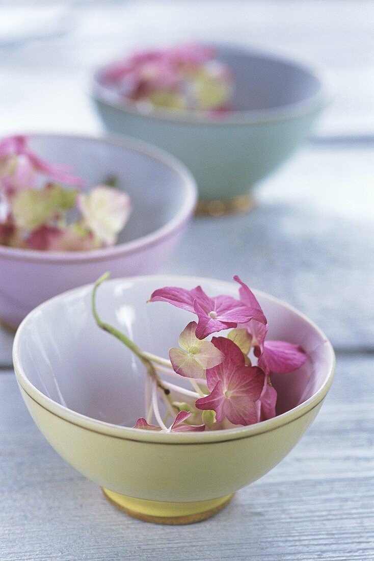 Hydrangea flowers in small bowl