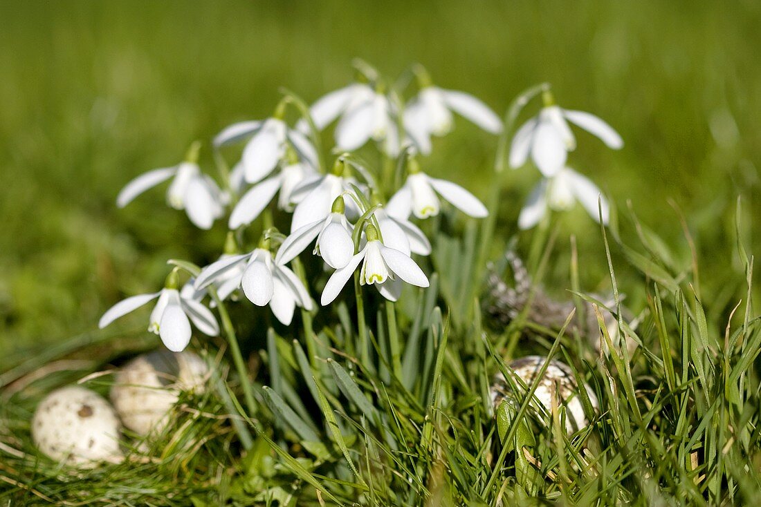 Snowdrops with quails' eggs