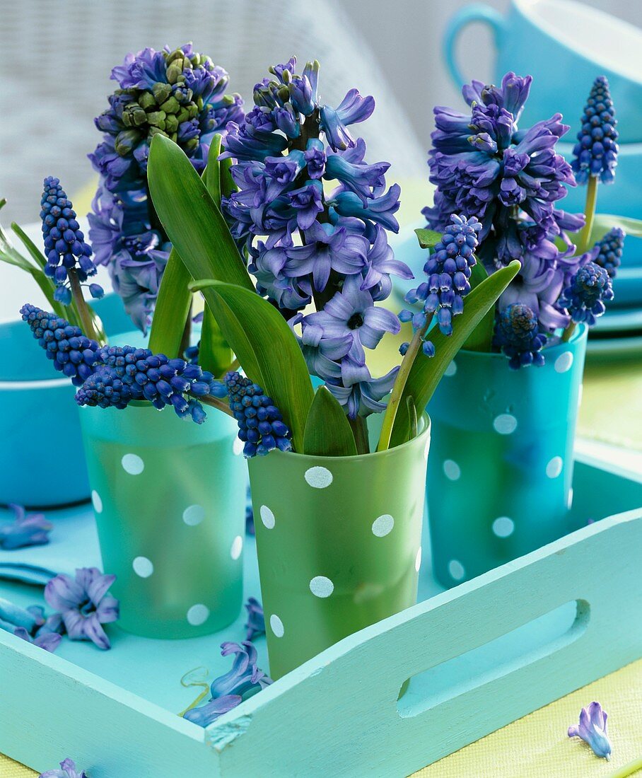 Hyacinths and grape hyacinths in spotted beakers