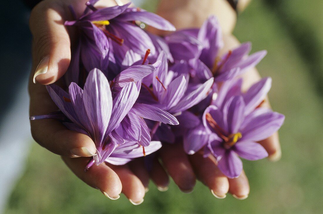Hände halten Safranblüten (Mund, Wallis, Schweiz)