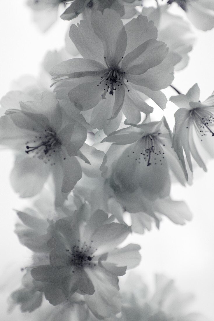 Cherry blossom (black and white photo)