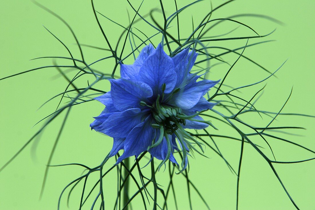 Jungfer im Grünen (Nigella damascena), Sorte: Miss Jekyll