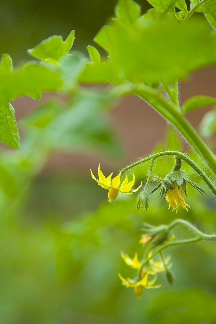 Tomato flowers on the plant