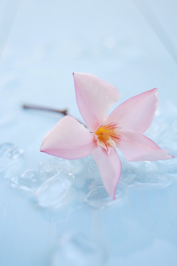 Oleander flower on ice