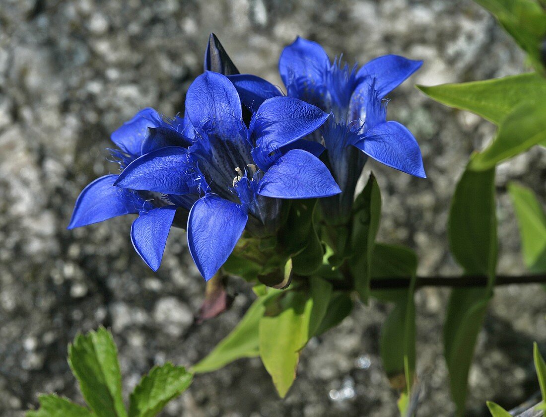 Blauer Enzian (Gentiana clusii)