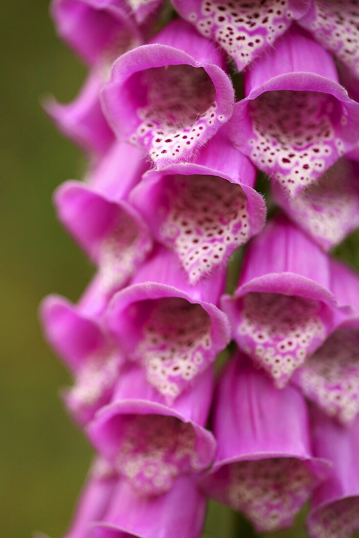 Purple foxglove (close-up)