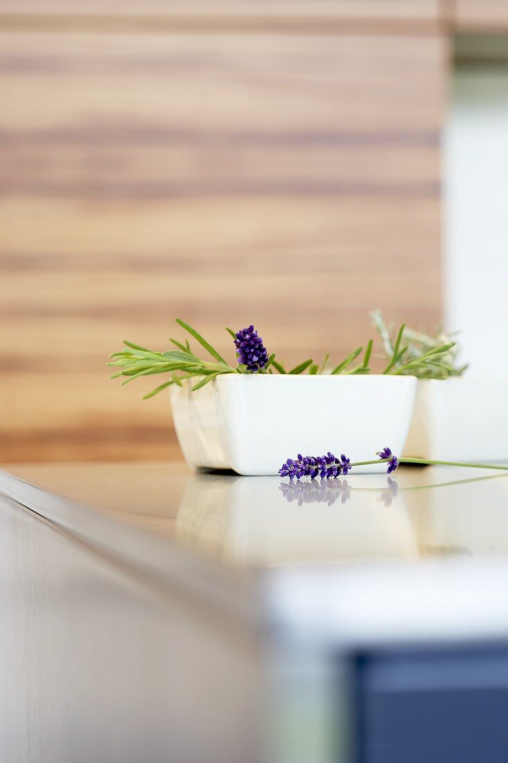 Lavendel mit Blüten in Schale