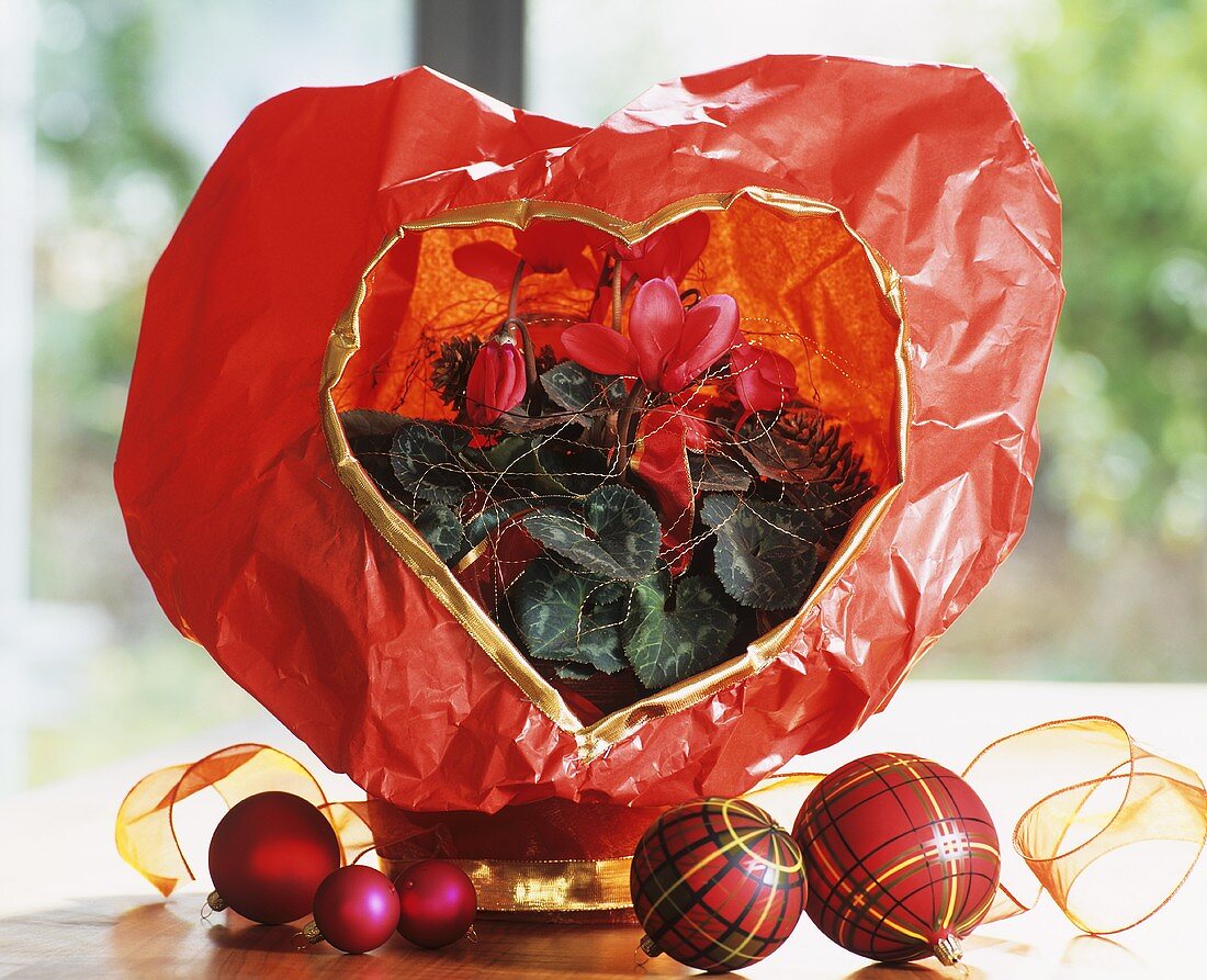 Cyclamen wrapped in red paper, Christmas baubles