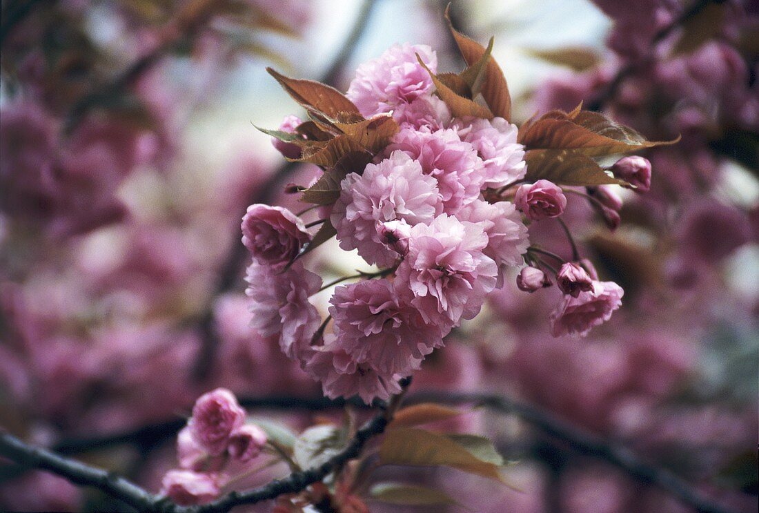 Flowering almond tree