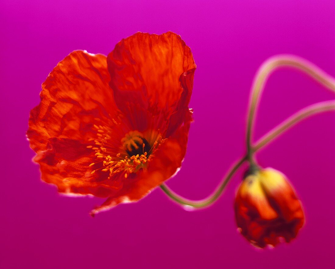 Poppy against purple background