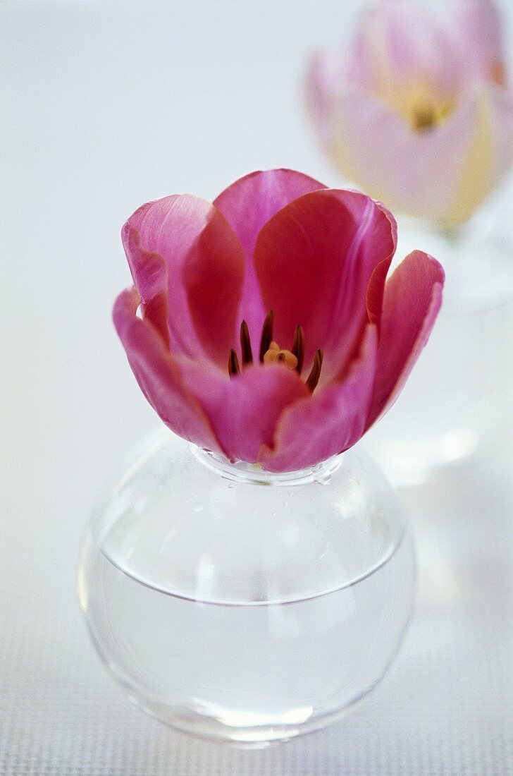 A tulip in a round glass vase