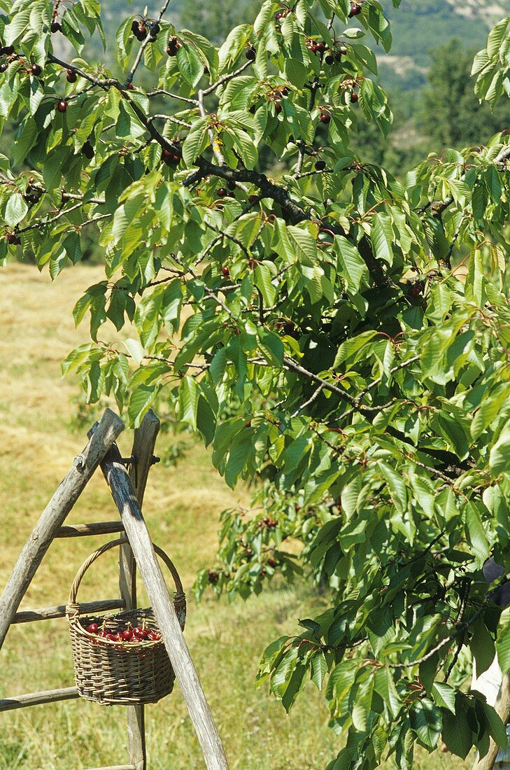 Korb mit Kirschen hängt an der Leiter unter einem Kirschbaum