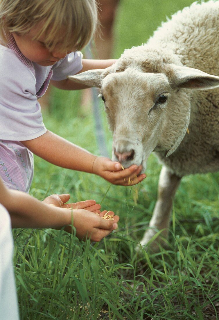 Mädchen füttern ein Schaf auf der Wiese