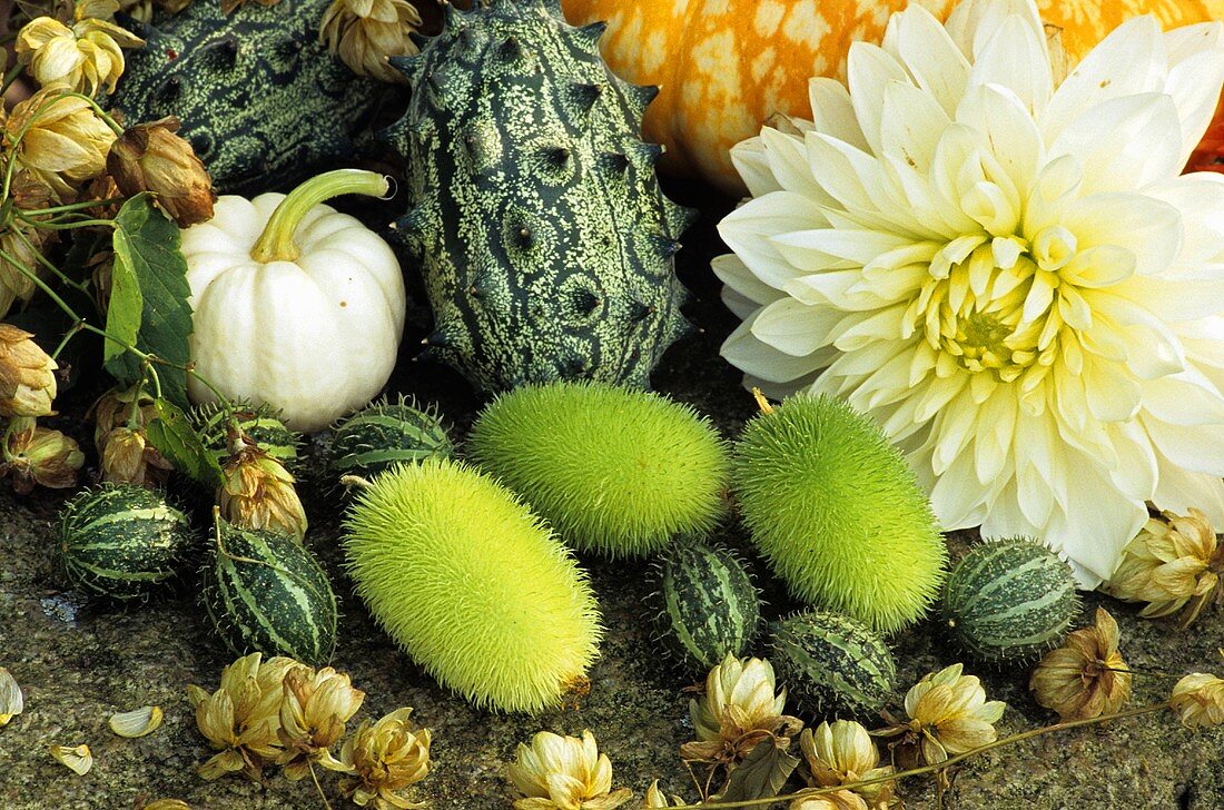 Still life with ornamental cucumbers and ornamental gourds