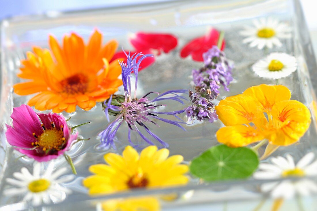Edible flowers in a bowl of water
