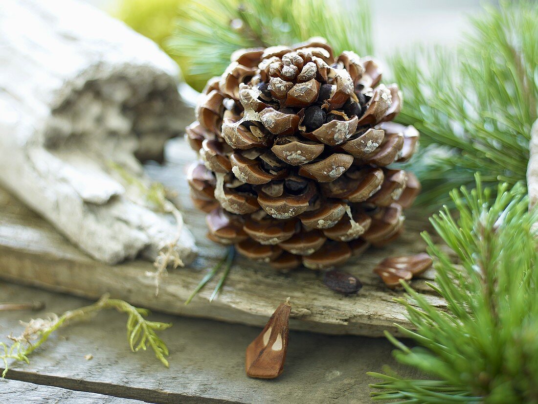 A pine cone on a wooden surface