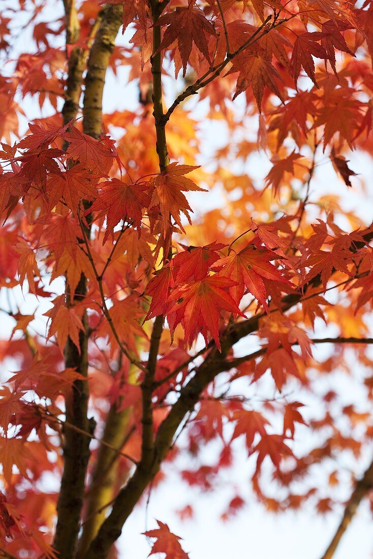 A maple tree
