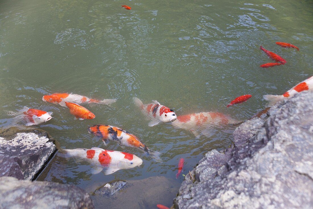 Japanische Koi-Karpfen im Wasser