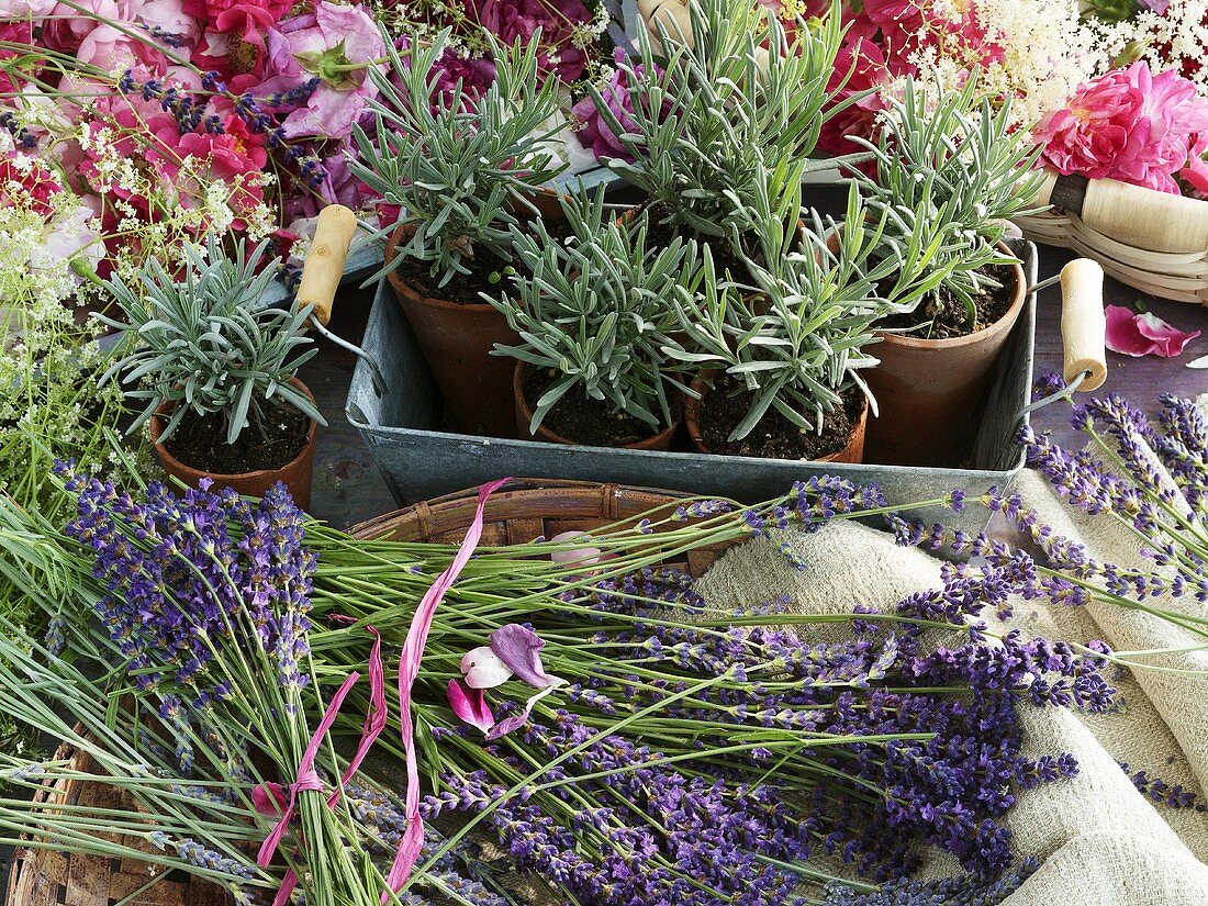 Blühender Lavendel und Töpfe mit Lavendelpflanzen