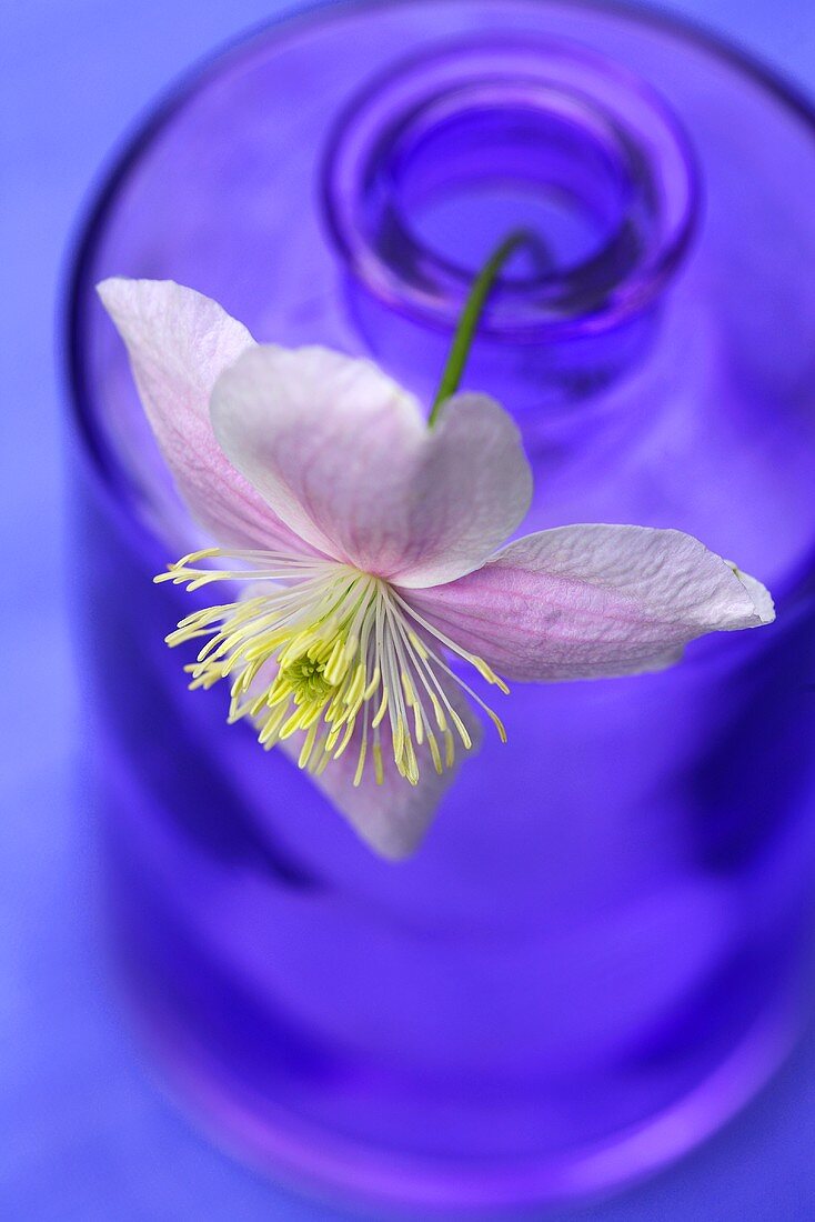 A clematis flower in a glass bottle