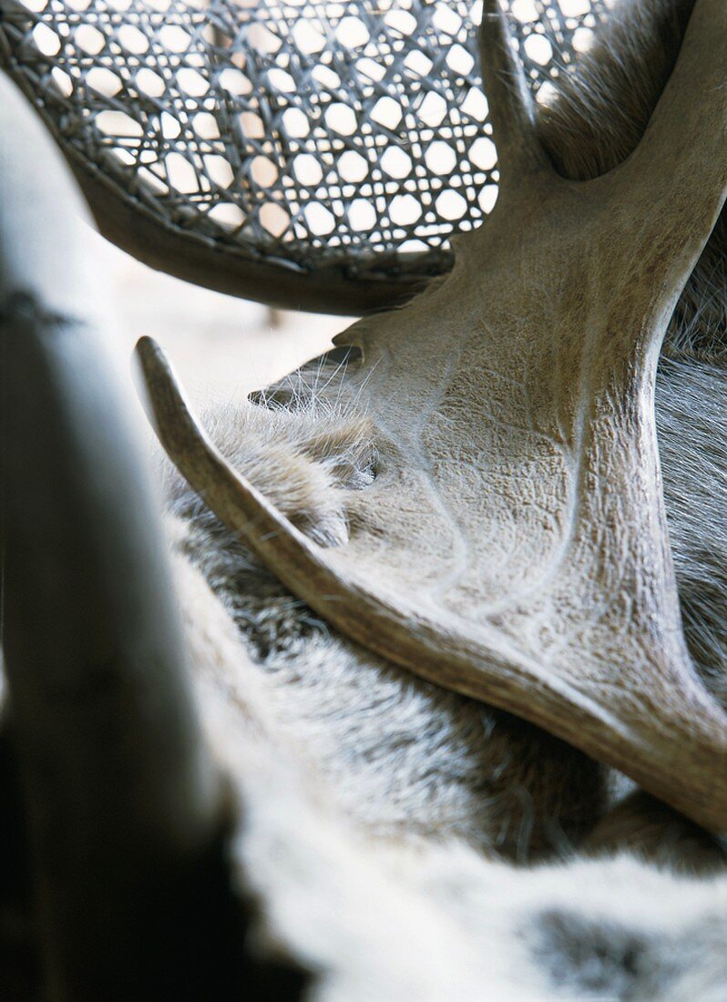Detail of stag's antlers