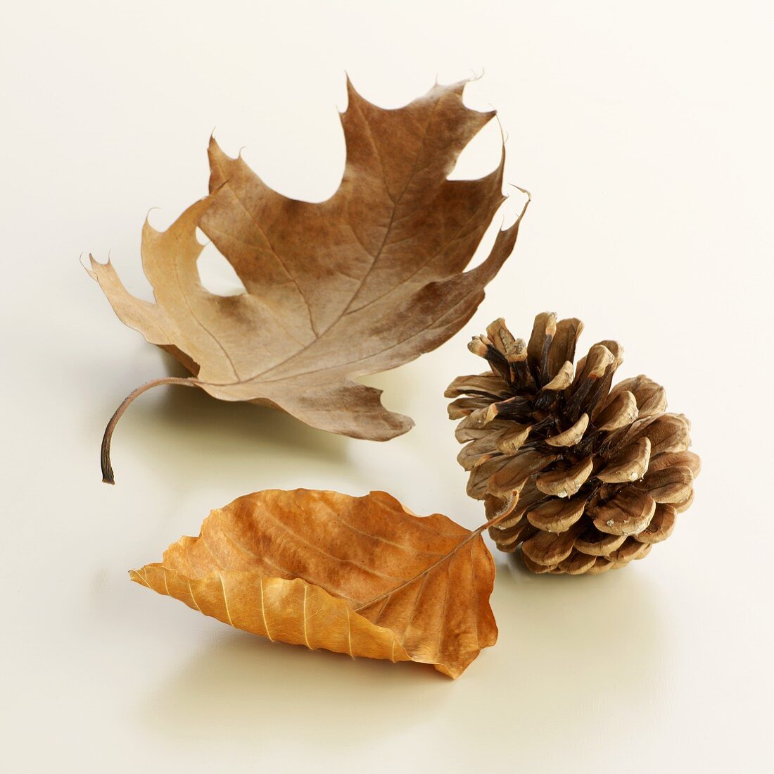 Pine cones and autumn leaves