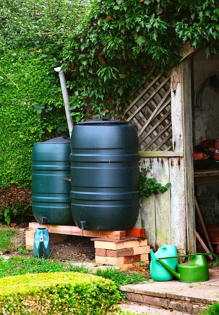 Water butts in front of a shed in England