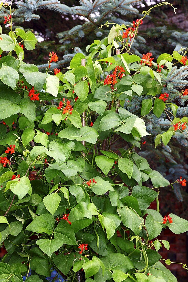 Bohnenpflanzen im Garten