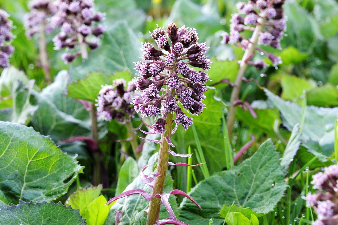 Gewöhnliche Pestwurz (Petasites hybridus, Syn. Petasites officinalis)