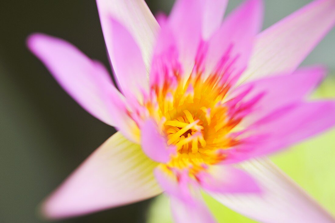 A lotus flower (close-up)