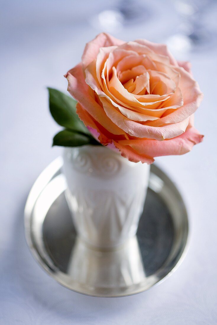 A peach-coloured rose in a vase