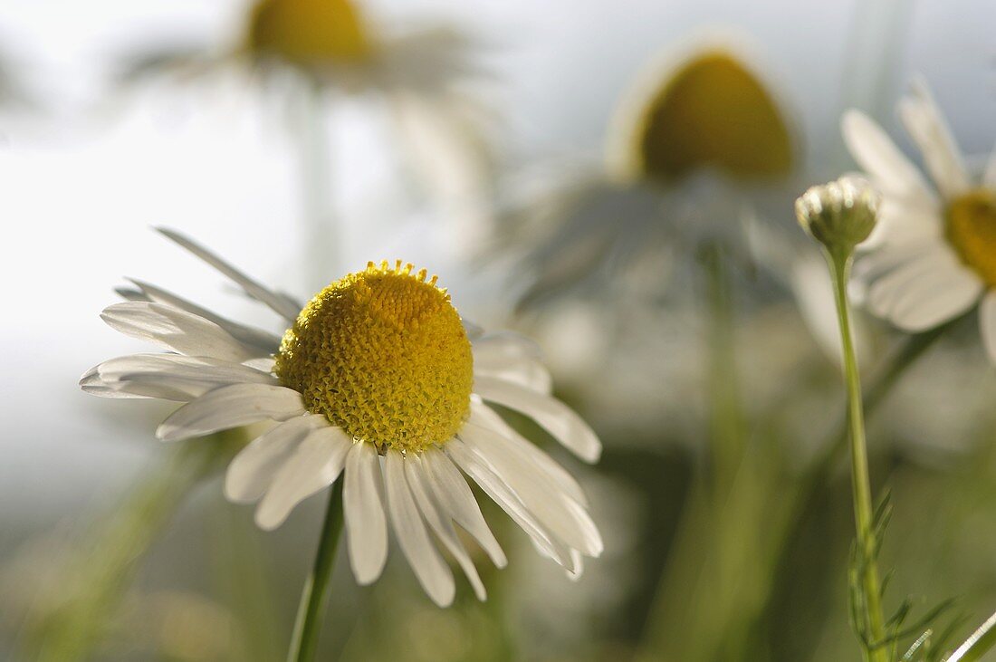 Camomile flowers (close-up)