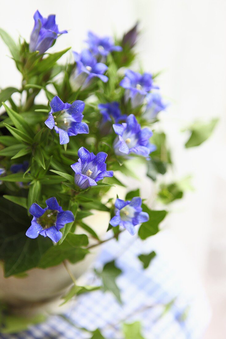 A bunch of gentiana in a vase