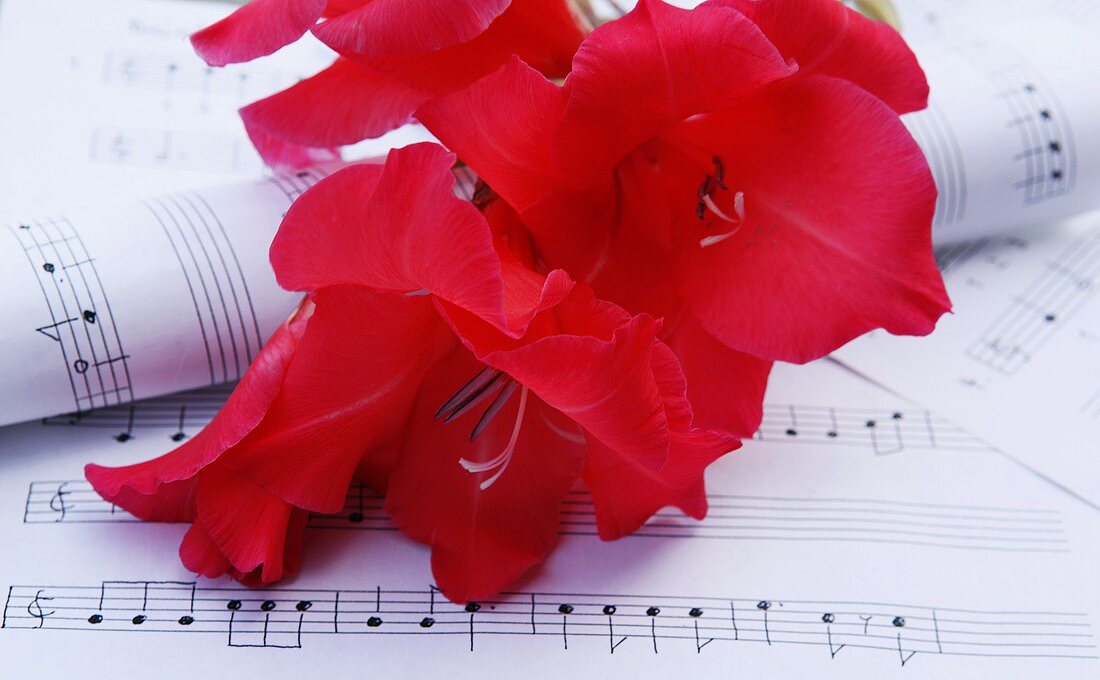 Rote Gladiolen auf Notenblättern