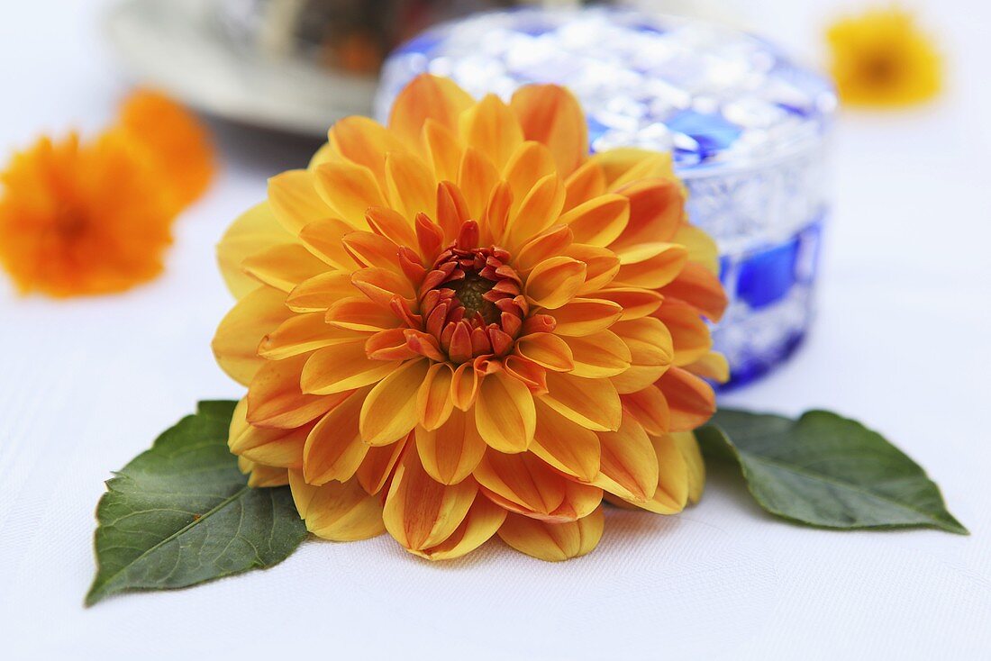 A dahlia in front of a crystal bowl