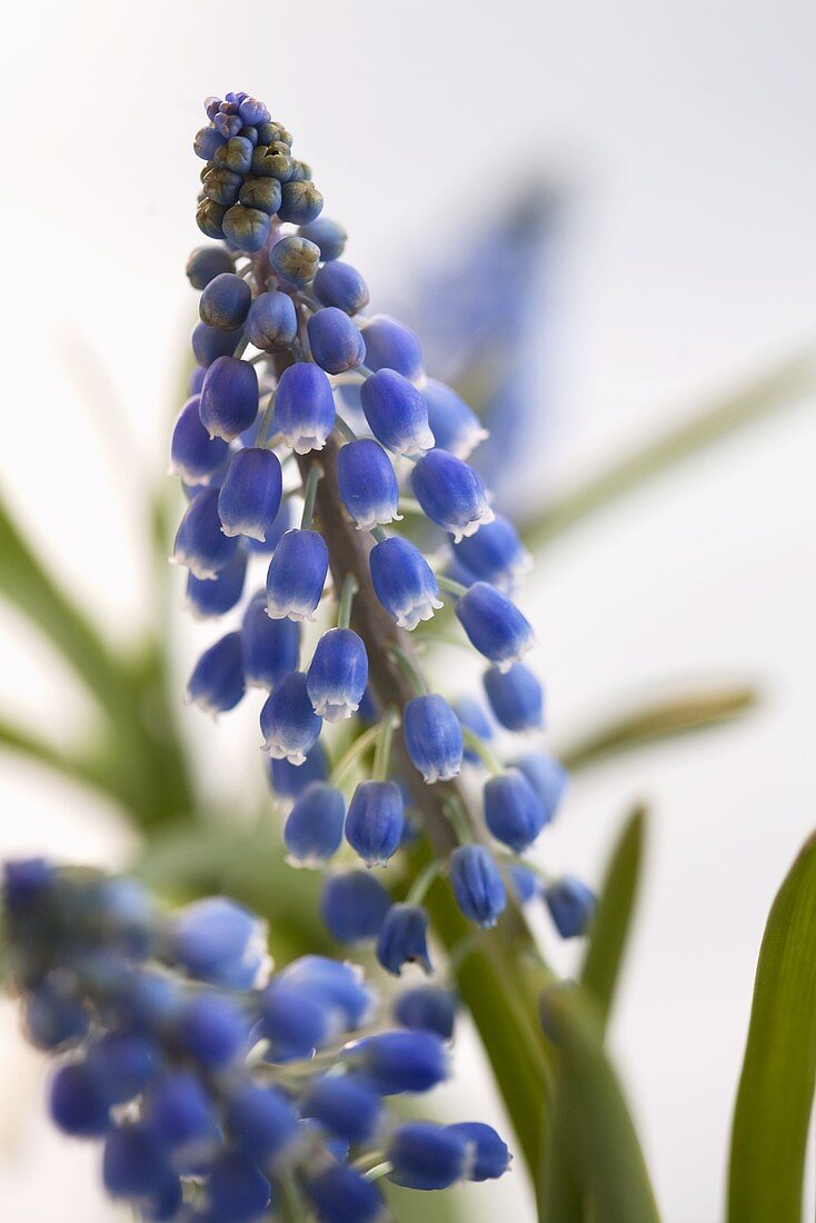 Grape hyacinths (close up)