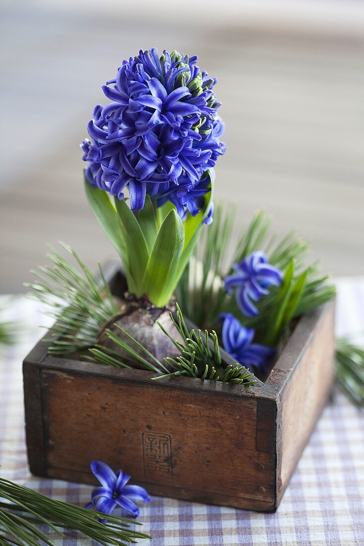 Blue hyacinths in a wooden box