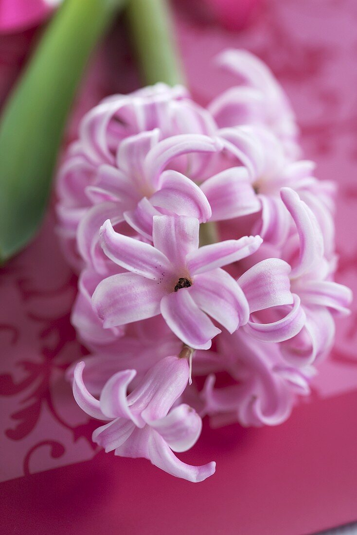 Pink hyacinths (close-up)